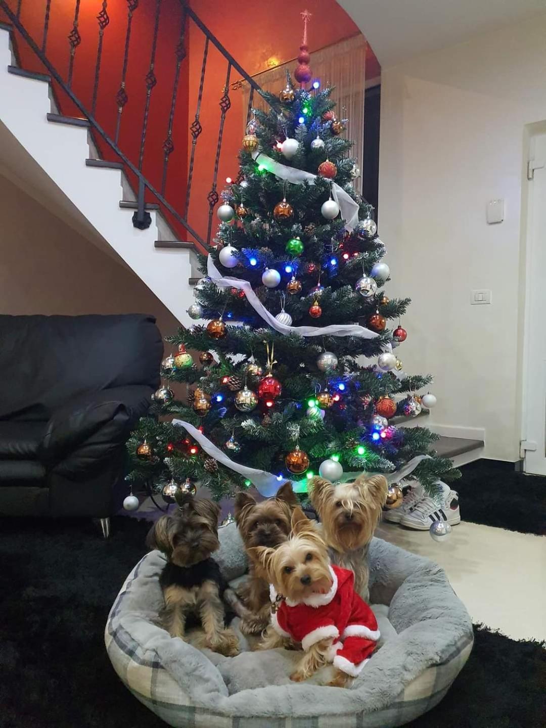 Vila Bijou Borşa Buitenkant foto
